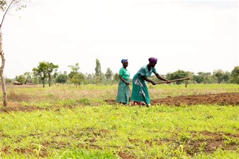 Kulima Promoting Farming In Malawi Cimmyt