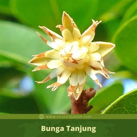 mimusops elengi  pohon tanjung