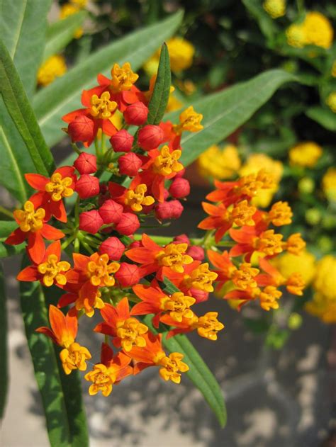 Grow Milkweed and Help Save the Monarch Butterflies - Garden.org