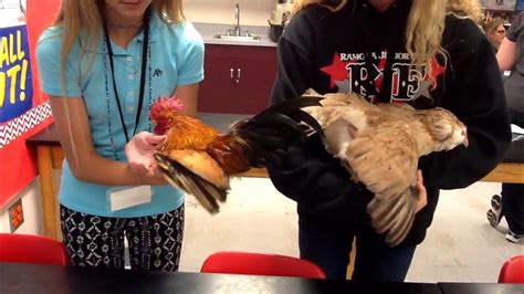 Fallbrook 4 H Chicken Showmanship Steps Youtube