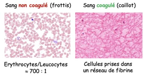 Histologie Du Syst Me Circulatoire Vaisseaux Sanguine Karteikarten