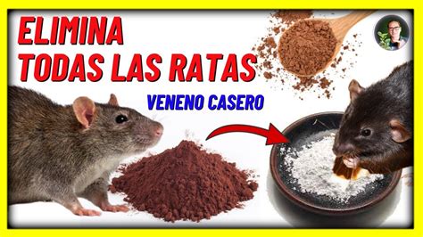 COMO ELIMINAR Las RATAS Y RATONES CON VENENO CASERO A Base De Chocolate