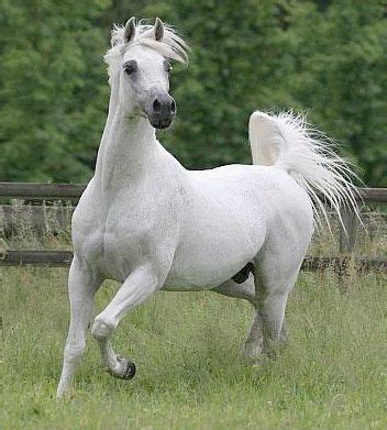 Pur Sang Arabe Les Chevaux Du 12 Chevaux Arabes Cheval Les Plus