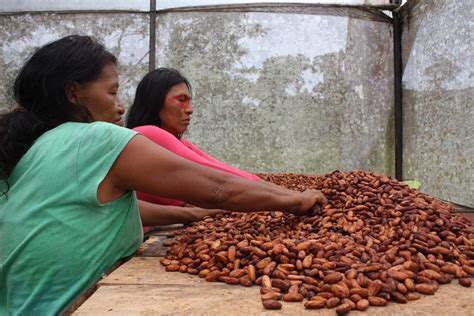 La Importancia De Las Mujeres En La Conservaci N Y Cultivo Del Cacao