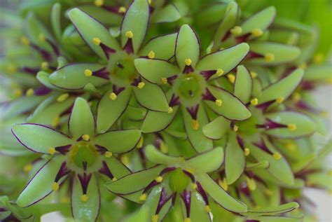 Eucomis bicolor (King's Flower, Pineapple Lily) | North Carolina ...