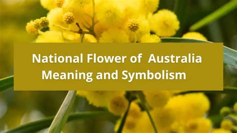 What is the national flower of Australia, Meaning and Symbolism