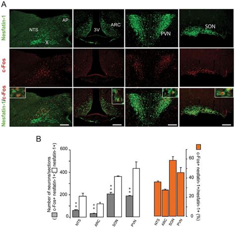 Nesfatin 1 And C Fos Double Immunochemistry Performed On DON Treated