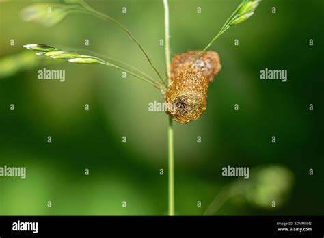 Hypera Pollux Hi Res Stock Photography And Images Alamy