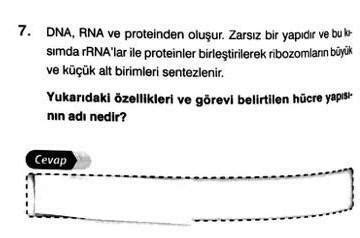 Rrna Ile Protein Nerede Birle Ir Eodev