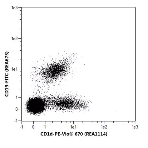 CD1d Antibody Anti Human REAfinity Miltenyi Biotec USA