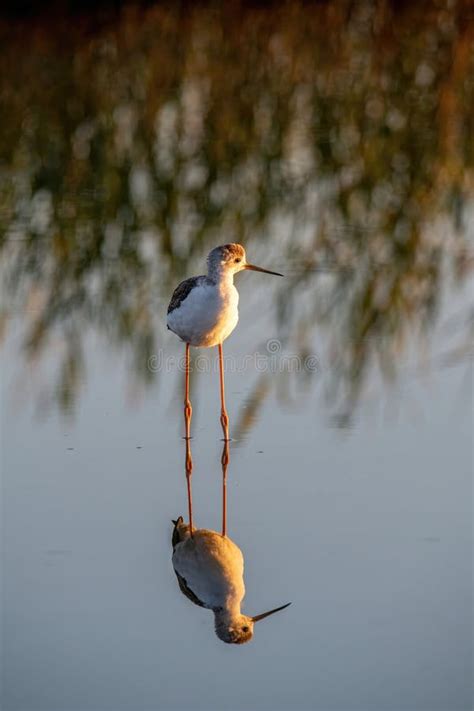 The Black Winged Stilt Himantopus Himantopus Bird On Salt Lake Stock