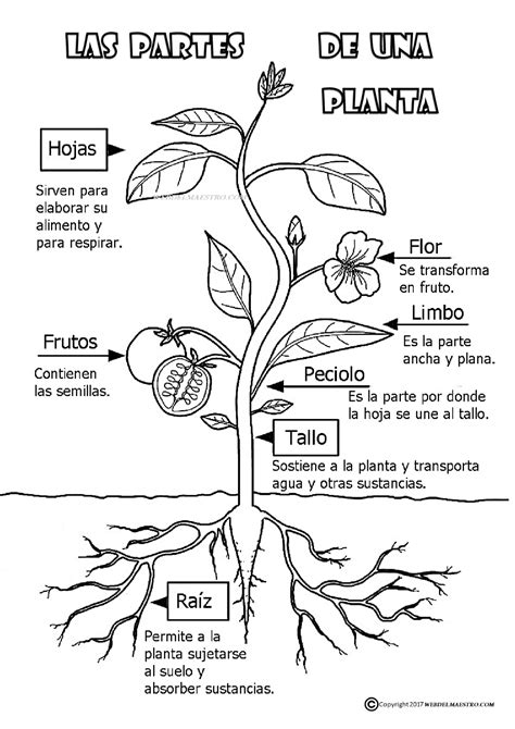 Partes De A Planta Para Colorear Para Colorear The Best Porn Website