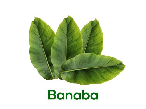 Banaba Leaf – Benefits, Side Effects and Warnings (UPDATE: 2018) | 19 ...