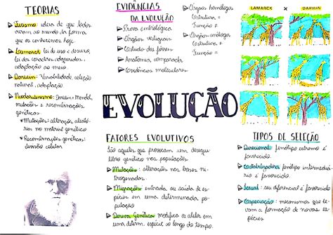 Resumo Sobre O Evolucionismo - 6