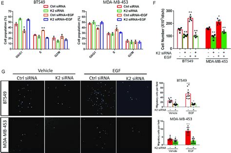 Loss Of Kindlin 2 Inhibits Ar Transcriptional Activity And Its