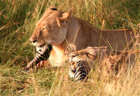 Lion Eating Zebra Stock Photos, Pictures & Royalty-Free Images - iStock