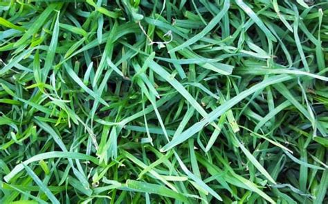 What Grass Grows in Shade? 5 Best Shade Tolerant Grass Species | CG Lawn