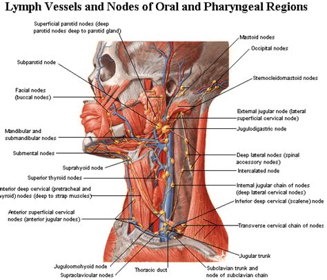 Lymph Nodes Diagram Neck