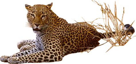 Leopard Png Clipart Background Hd Png Play