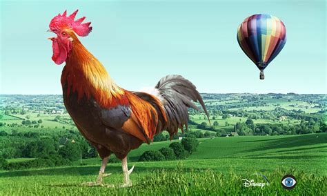 Fly the Coop | Elbe Stevens Films