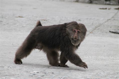 Tibetan macaque (Macaca thibetana) - ZooChat