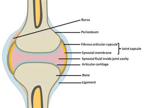 Synovial Joints Anatomy And Physiology Physiology Anatomy