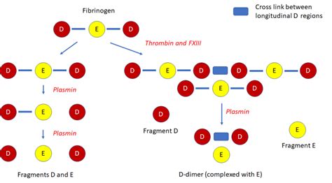 Fibrinogen Molecule