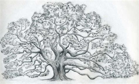 Draw An Oak Tree Angel Oak Tree