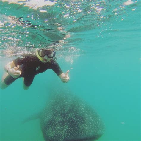 La Paz, diving with whale sharks, Mexico