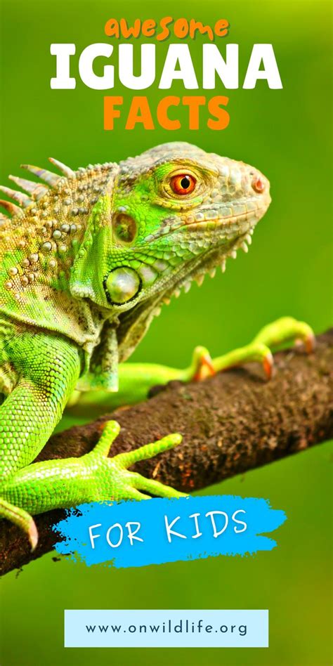 Iguana Facts For Kids On Wildlife Podcast Iguana Facts For Kids