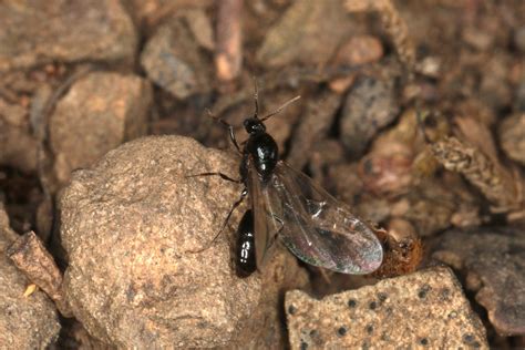 Gelbe Diebsameise Solenopsis fugax Männchen Diebsameise Flickr