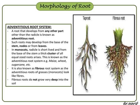 Morphology Of Flowering Plants I Root Stem And Leaf