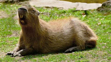 Datos curiosos de la capibara, el roedor más grande del mundo