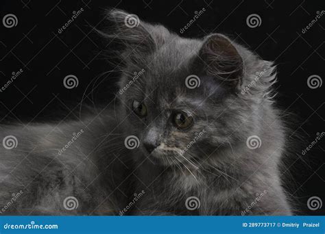 Young Gray Kitten with Beautiful Eyes Black Background. Stock Image ...