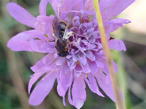 Photo Abeille Noire