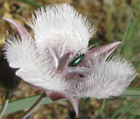 Tolmie S Mariposa Lilly Calochortus Tolmiei Unique Flowers Garden