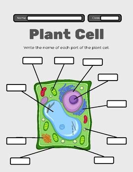 Plant Cell Organelles fill-in-the-blank Diagram by Funducation 101