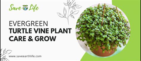 Evergreen Turtle Vine Plant Care, Grow, Propagation & Benefits — Save ...