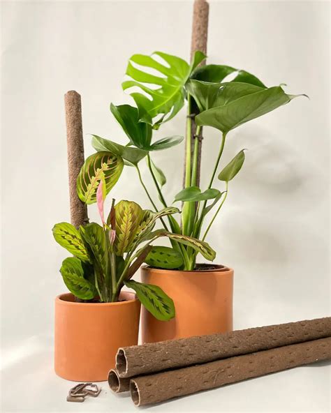 Tutores Para Plantas Comprar Online Pur Plant