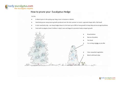 Pruning Guides for Eucalyptus - Hardy Eucalyptus