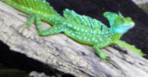 green-lizard-1200x630-cropped.jpg