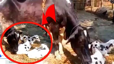 A Cow Giving Birth Three Baby S Born In Bangladesh Newborn Three