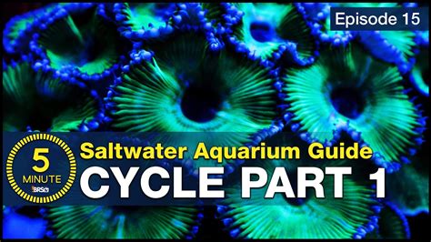 Cycle Your Saltwater Aquarium Step 1 A New Reefers Guide To Ammonia