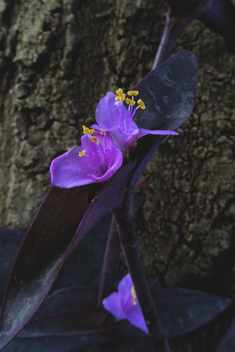 Kostenlose foto Natur blühen Blatt Blume lila Blütenblatt Farbe