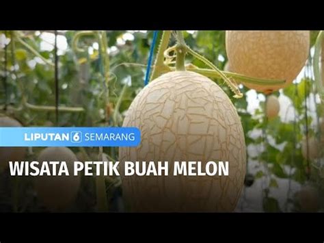 Wisata Petik Buah Melon Liputan 6 Semarang YouTube