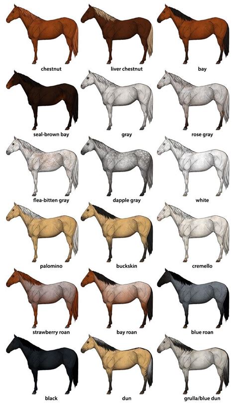 How To Draw Horses Horse Coat Colors Chart Horse Drawings Horse Coat