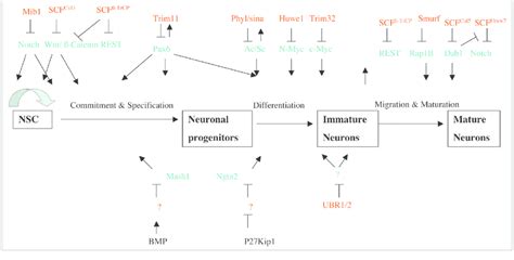 Schematic Summarizing The Functions Of Reported E3 Ligases Red And Download Scientific