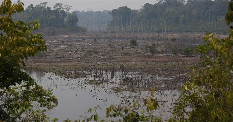 Bedrohung Regenwald In Amazonien