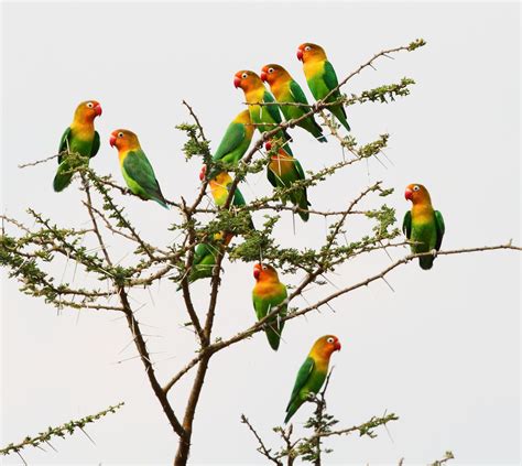 Parrot Tree By Libor Ploček 500px Parrot Tree Birds