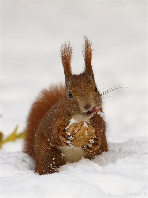 Eichhörnchen red squirrel Sciurus vulgaris Beim reinzo Flickr